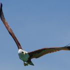 Sea bird in Phang Nga Maritime Nationalpark, Thailand