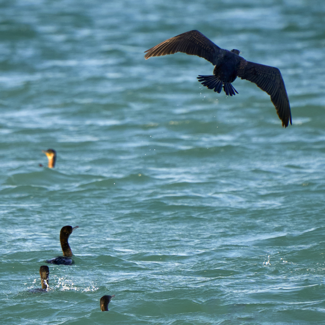 Sea Birds