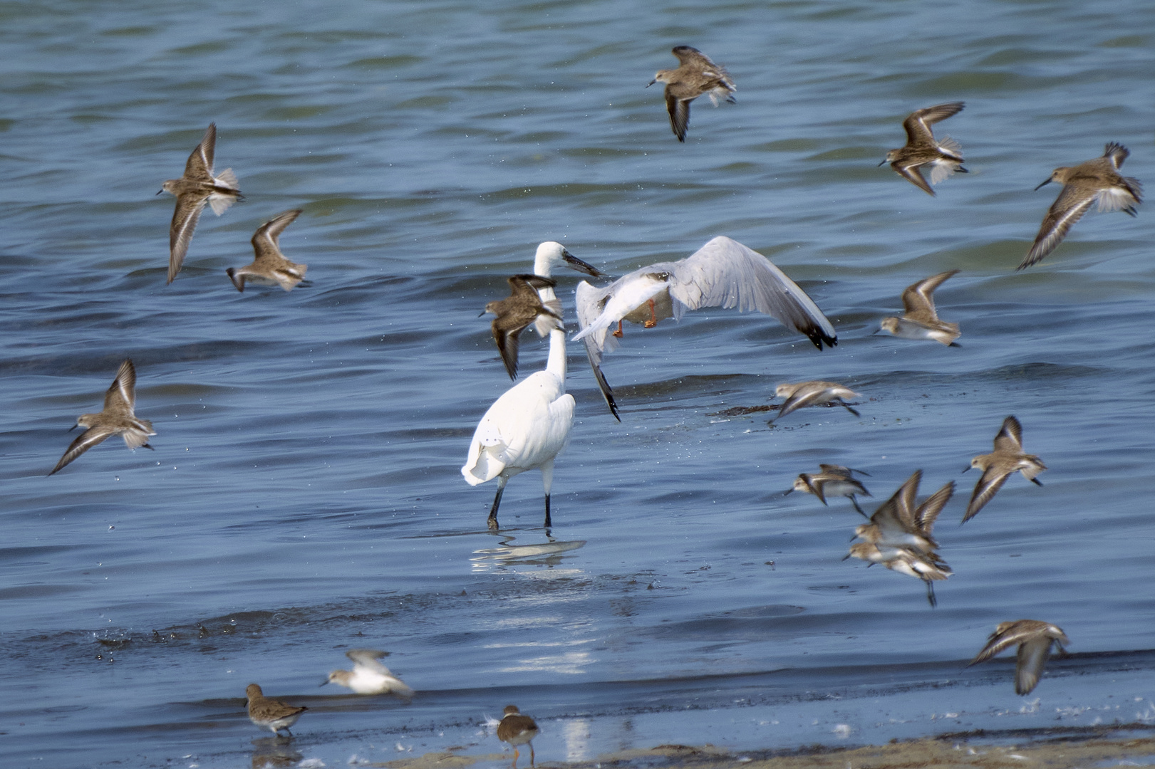 Sea Birds 