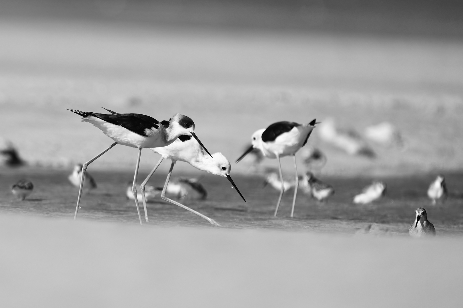 Sea Birds 