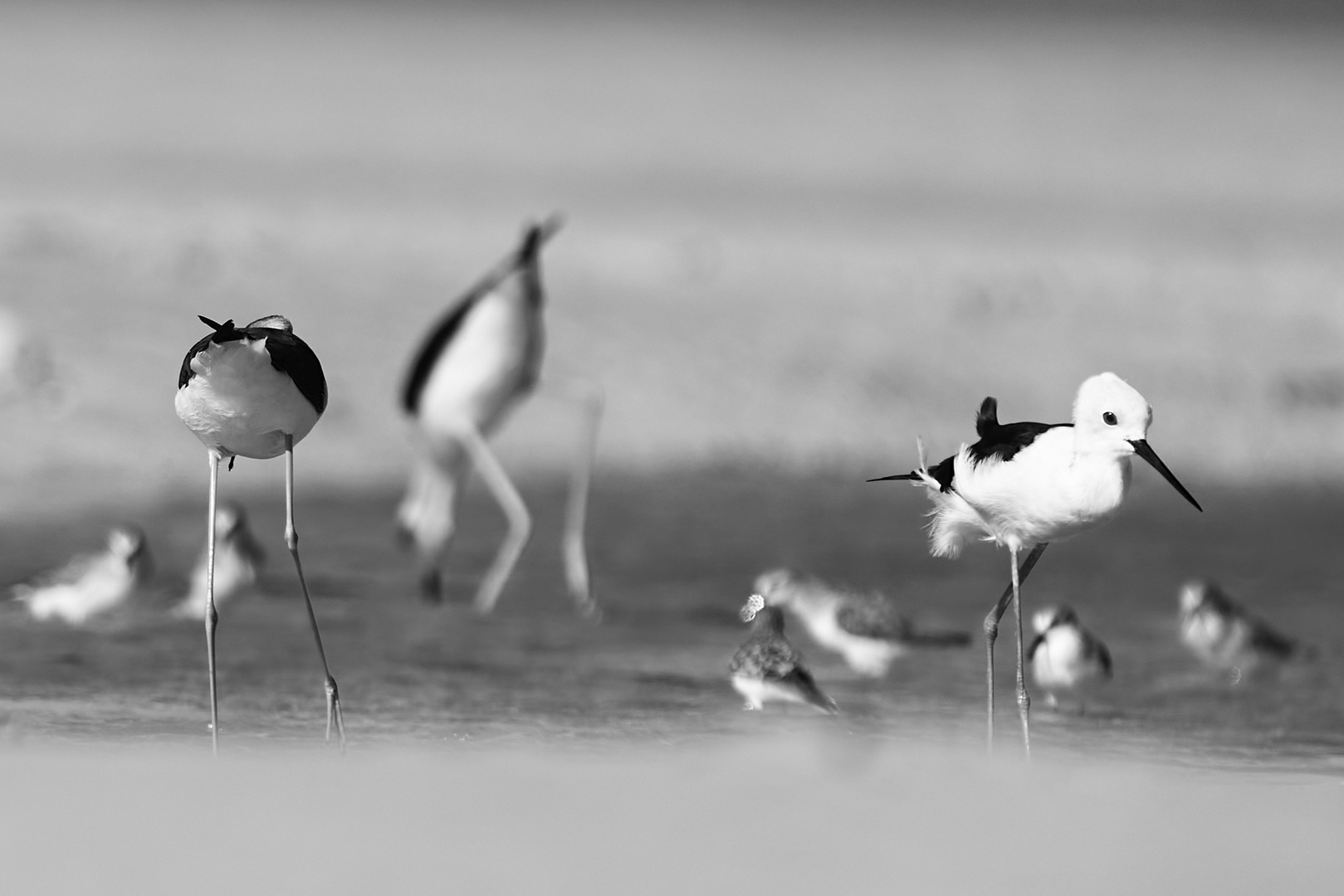 Sea Birds 