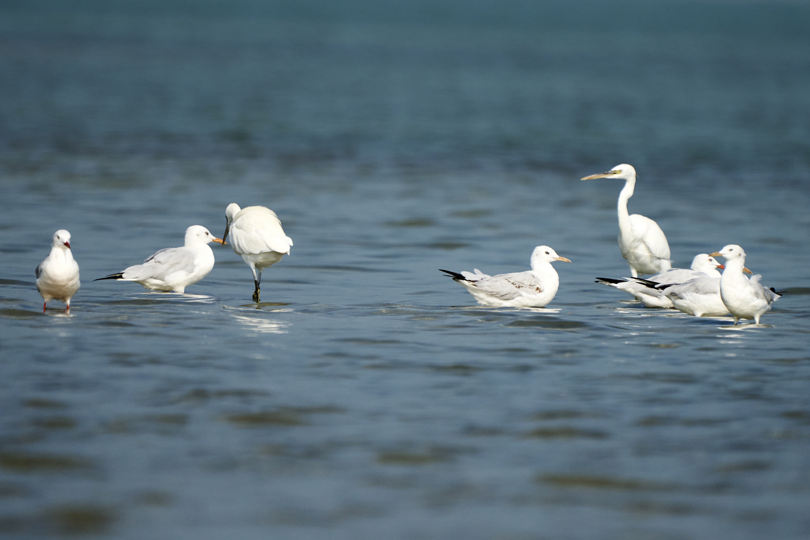 Sea birds 