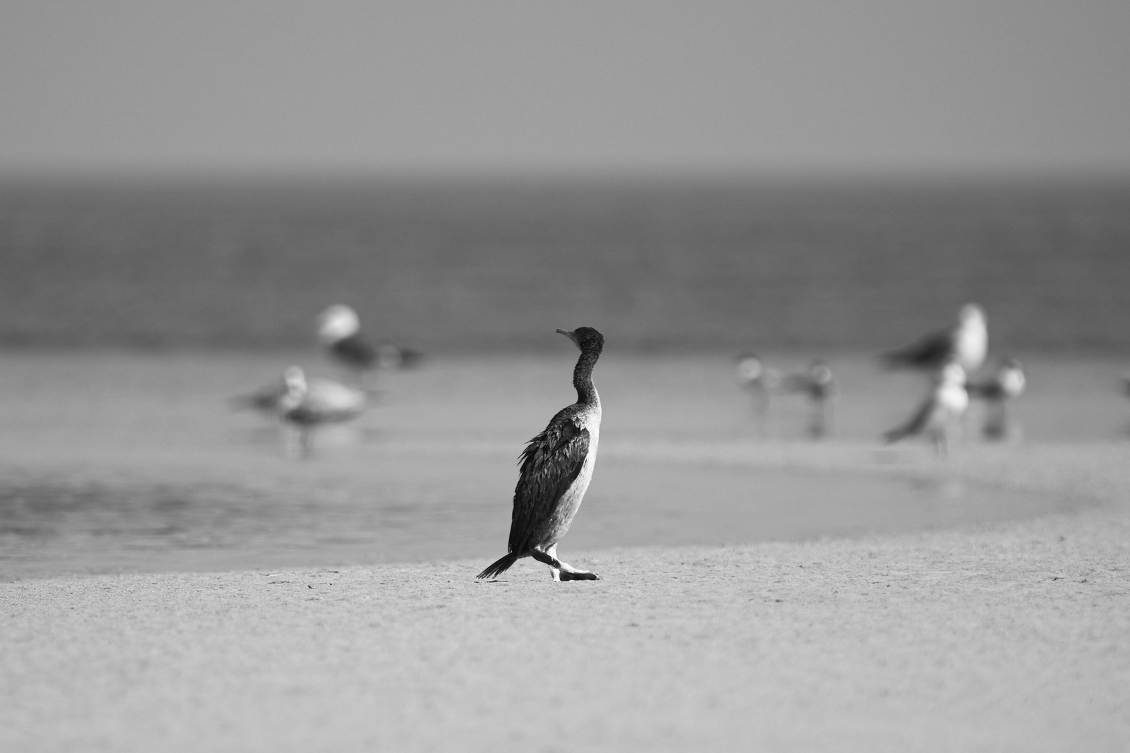 Sea Birds