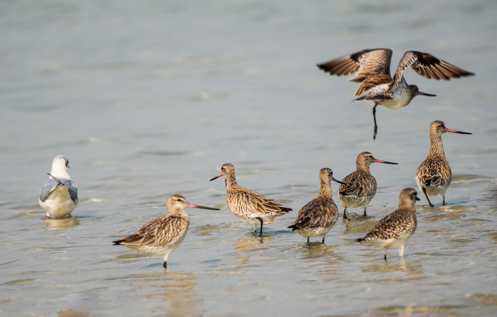 Sea Birds 