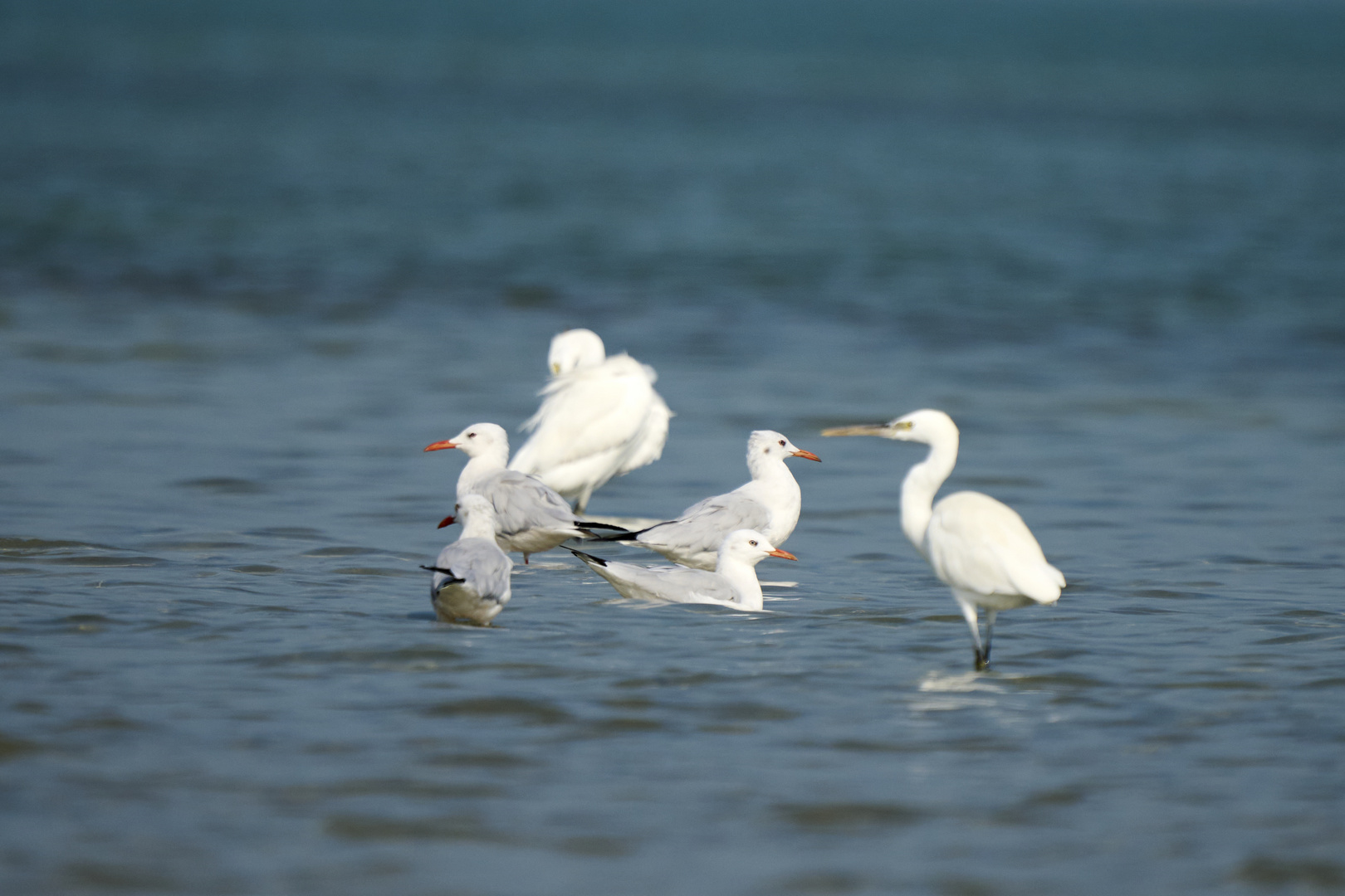 Sea birds 