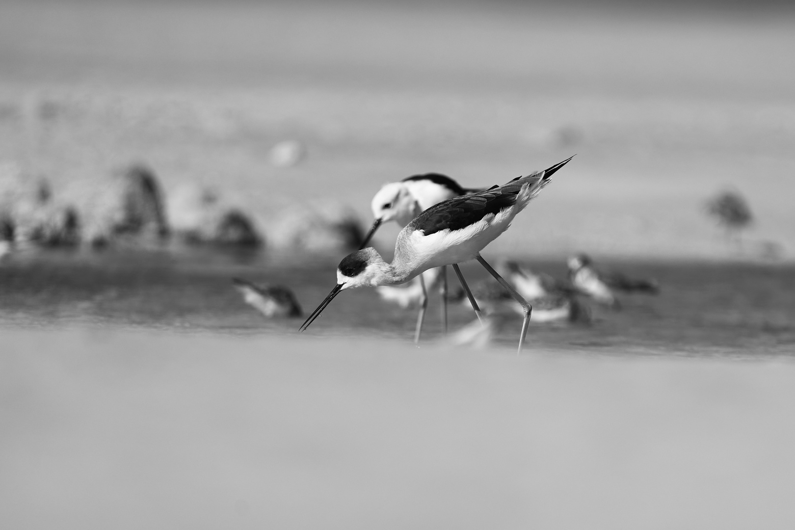 Sea Birds 