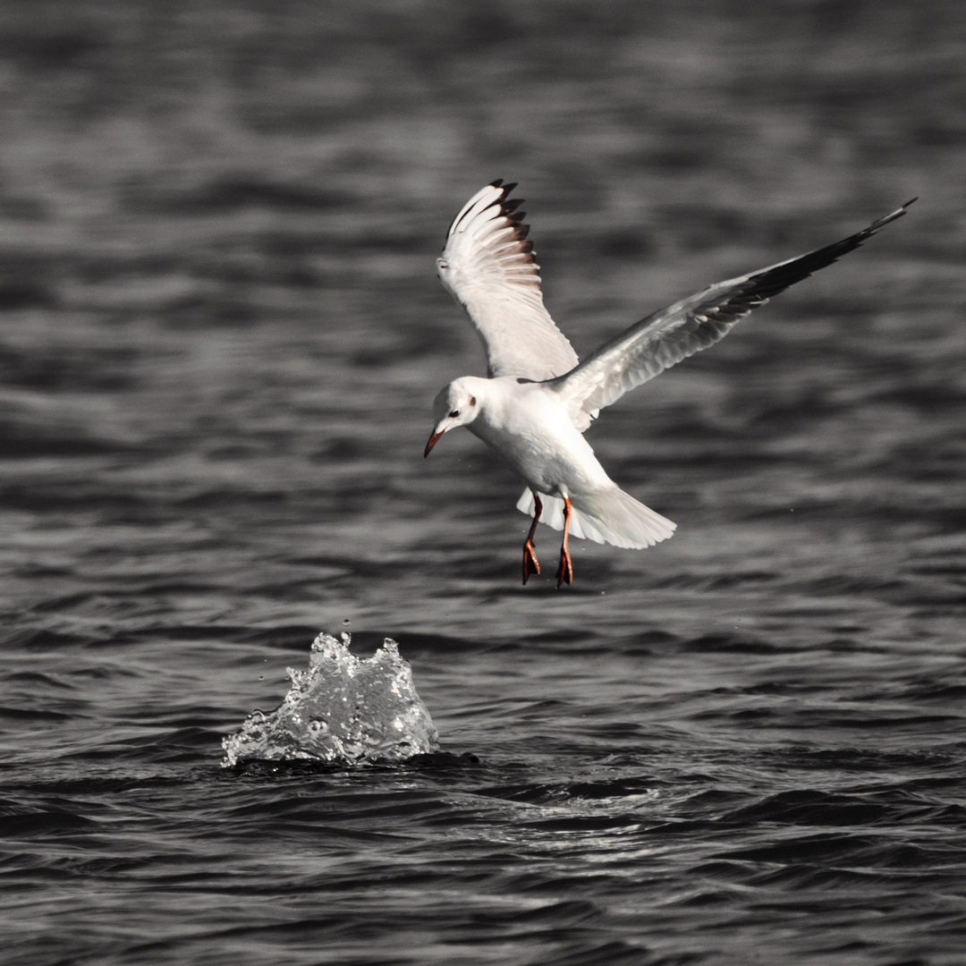 Sea Birds 