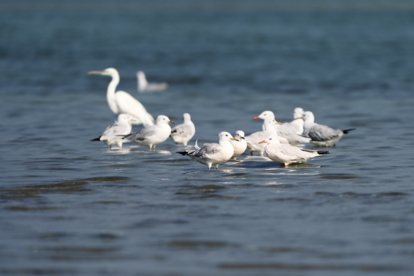 Sea birds 