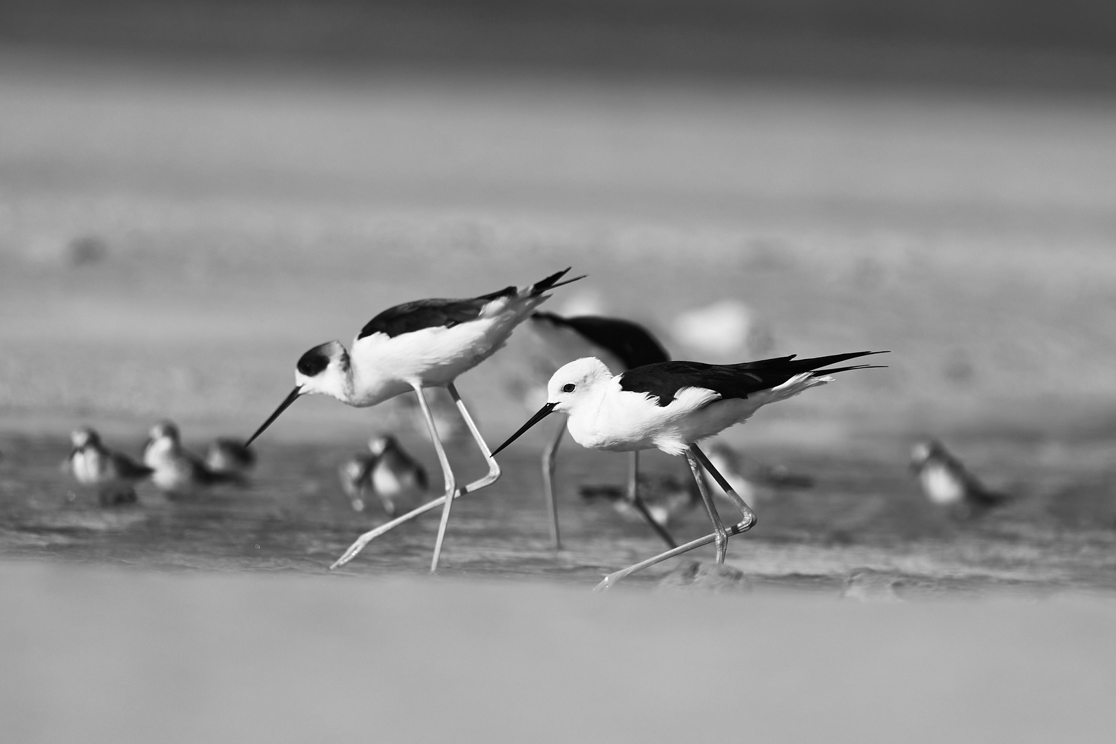 Sea Birds 