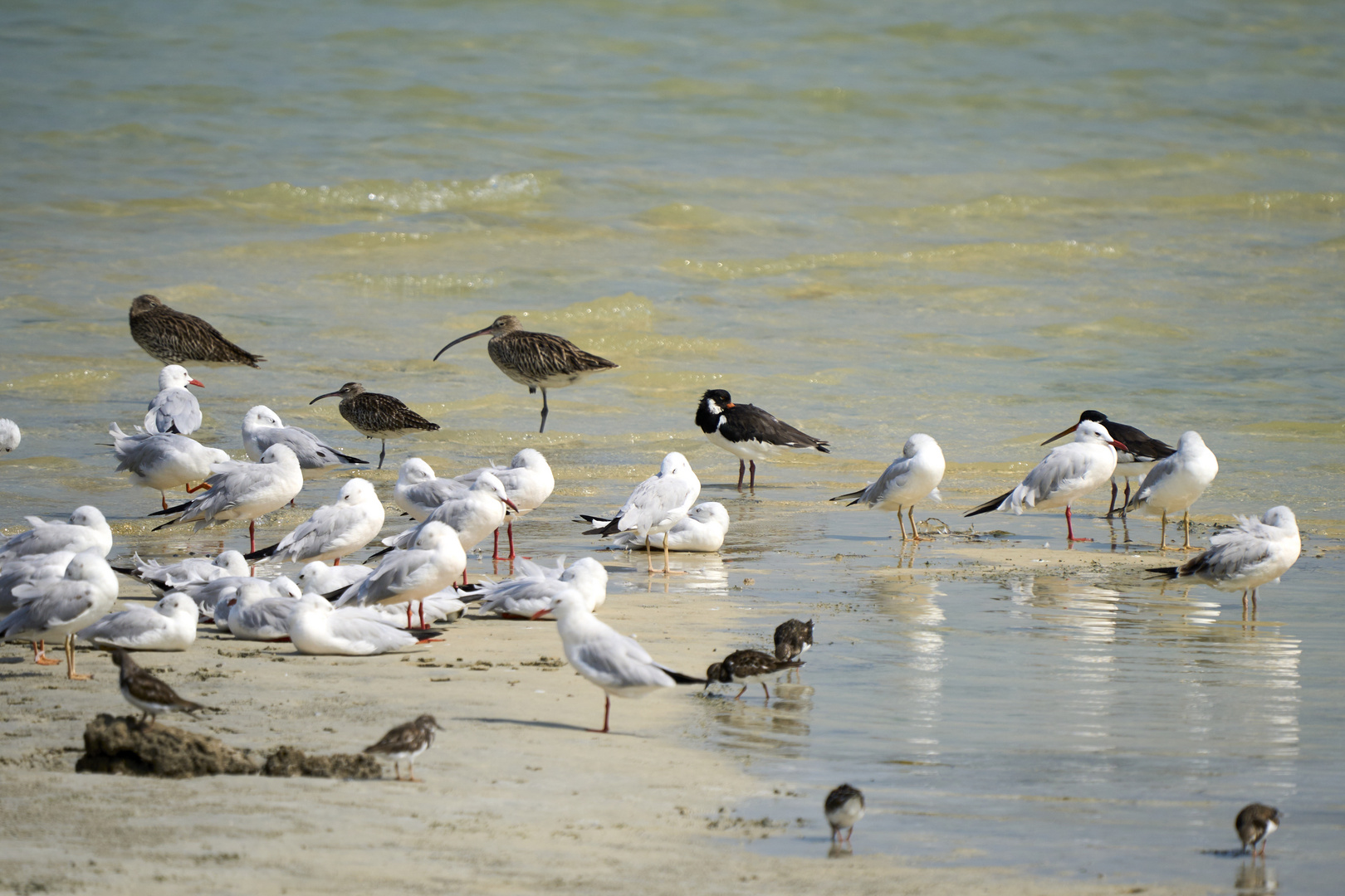 Sea Birds 