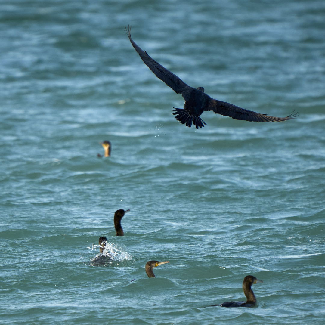 Sea Birds