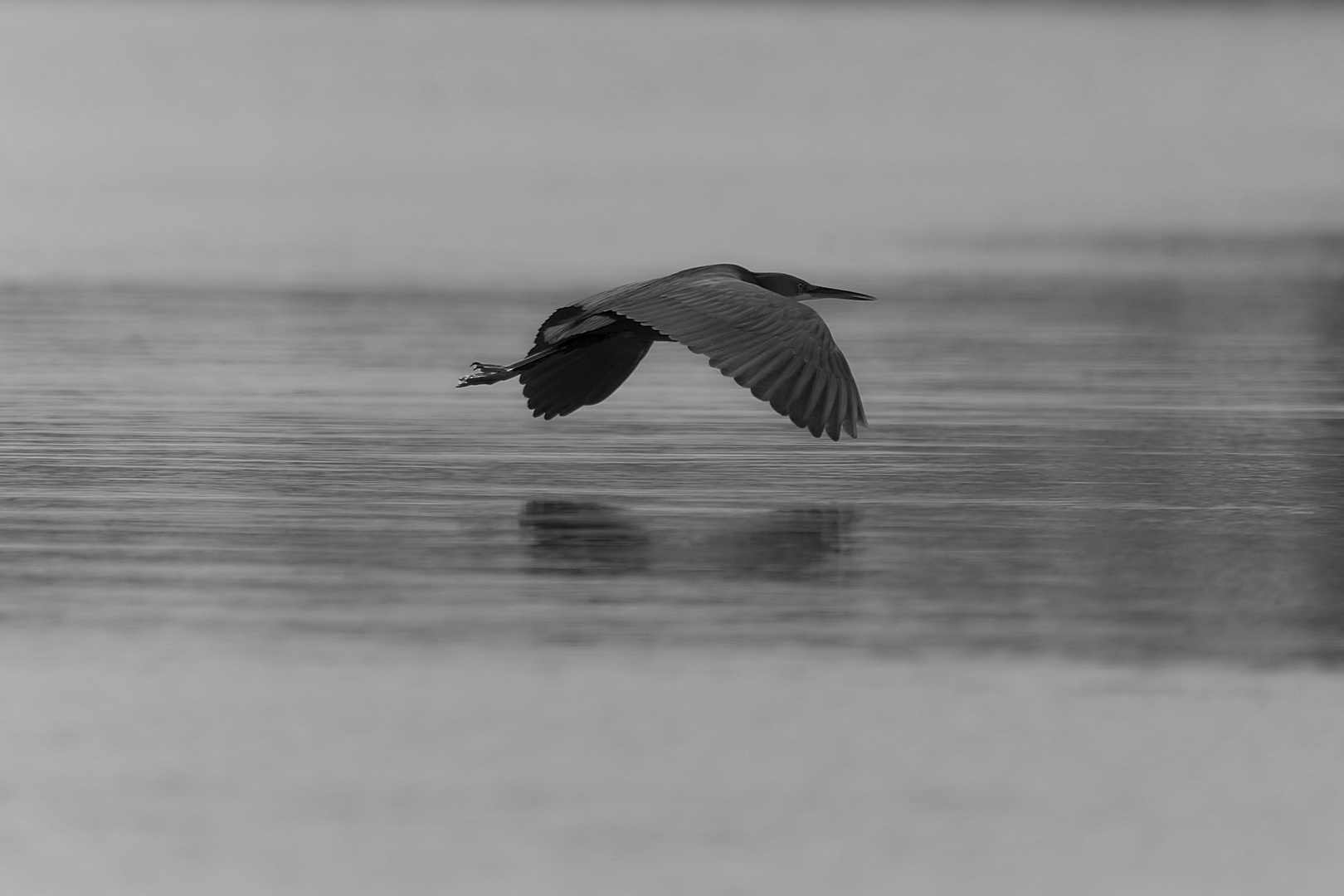 Sea birds [B&W]