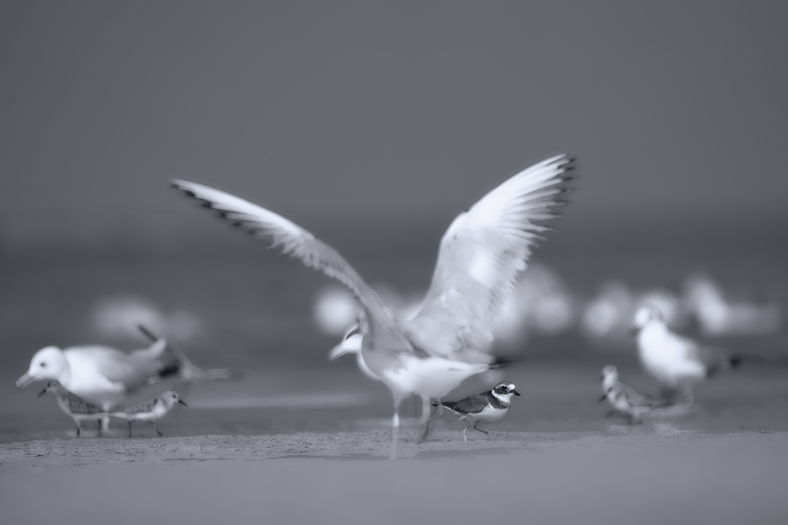 Sea birds [B&W]