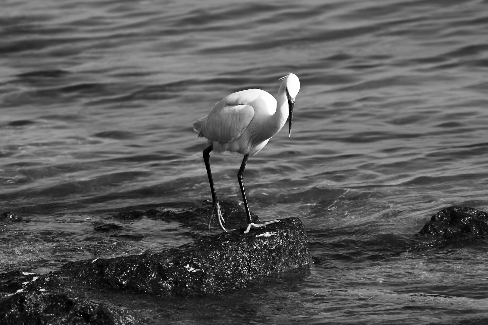 Sea birds [B&W]