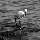 Sea birds [B&W]