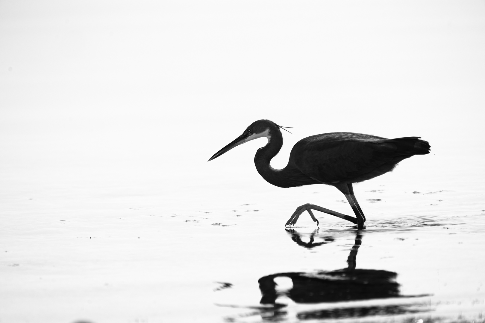 Sea birds [B&W]