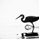 Sea birds [B&W]