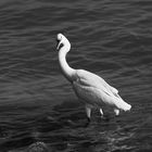 Sea birds [B&W]