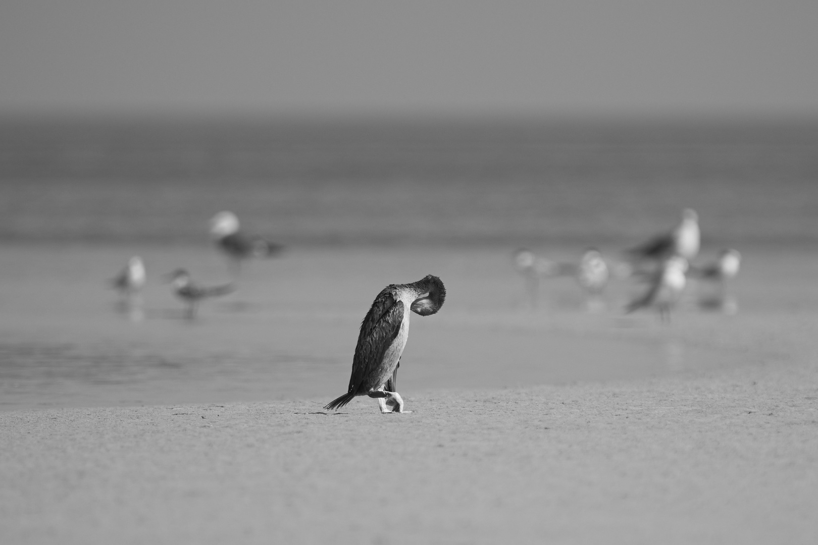 Sea Birds