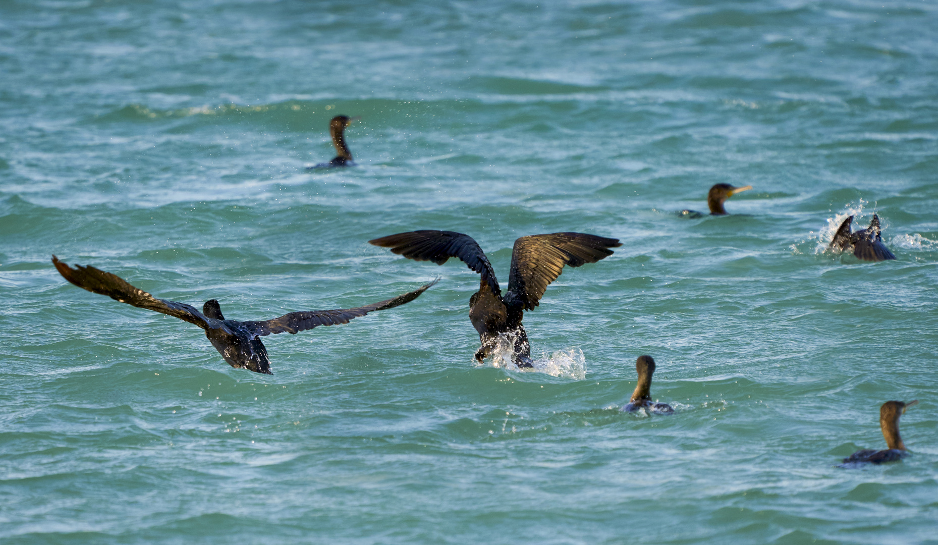 Sea Birds