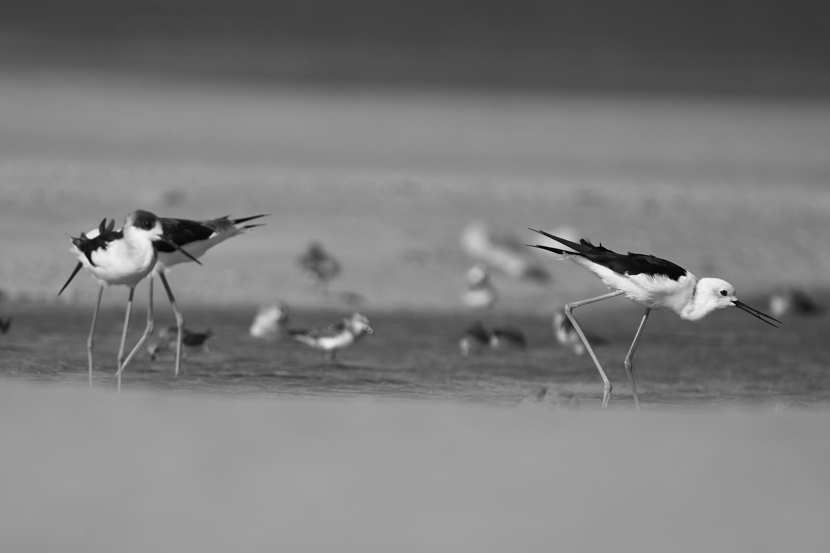 Sea Birds 