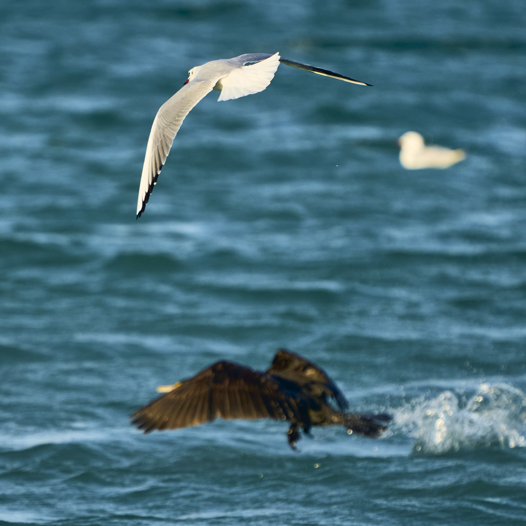 Sea Birds