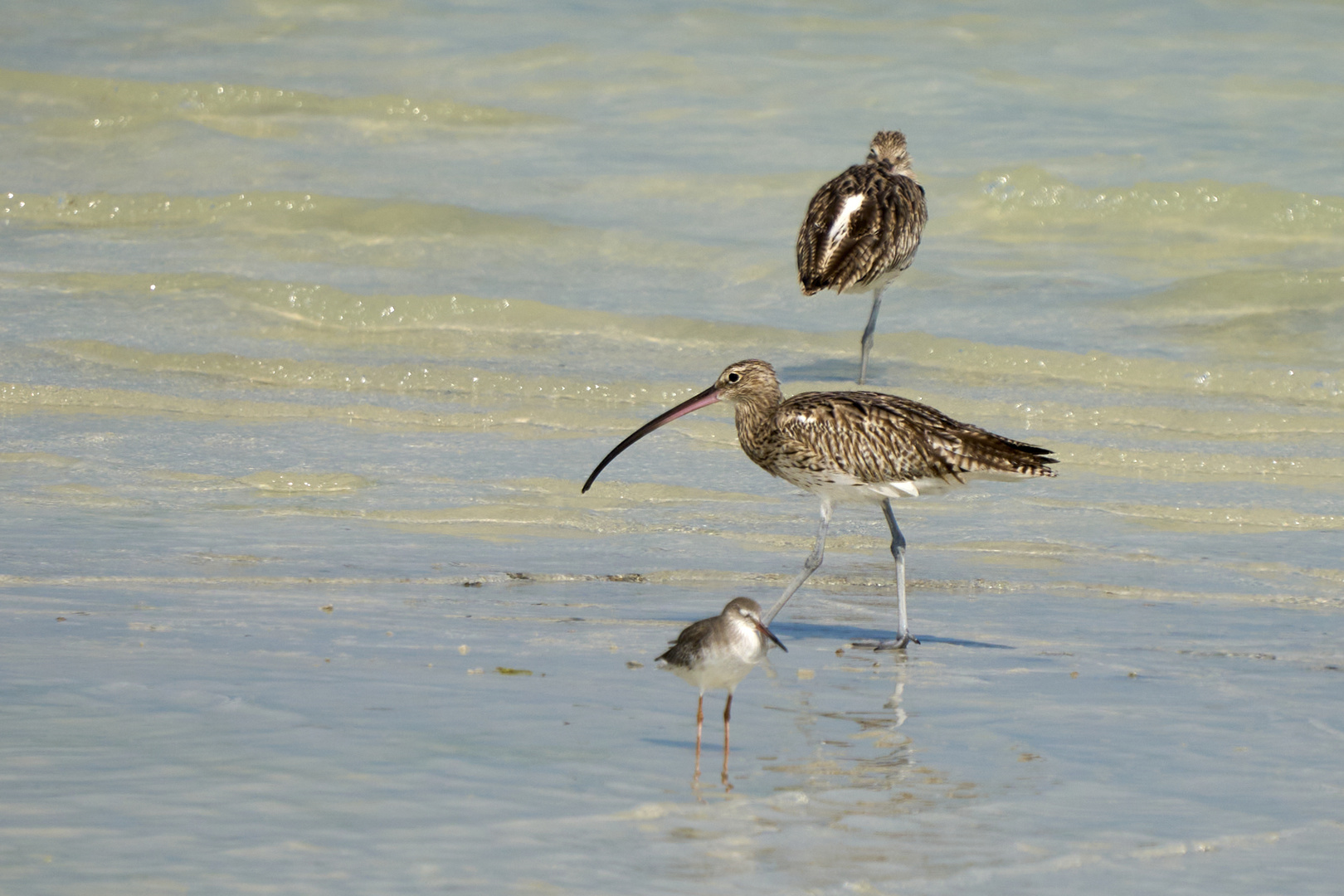 Sea Birds 