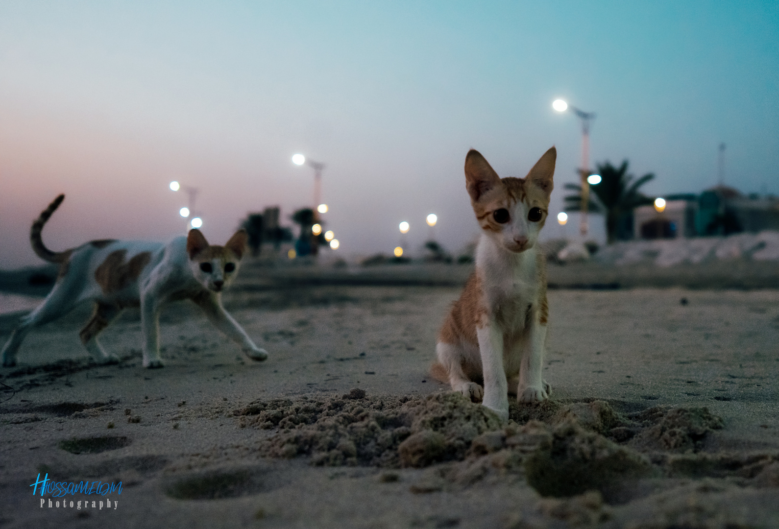 Sea Cat