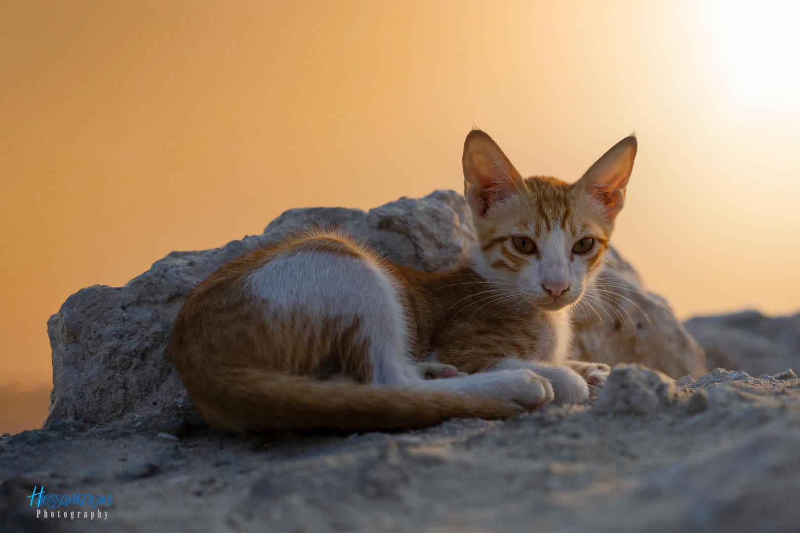 Sea Cat