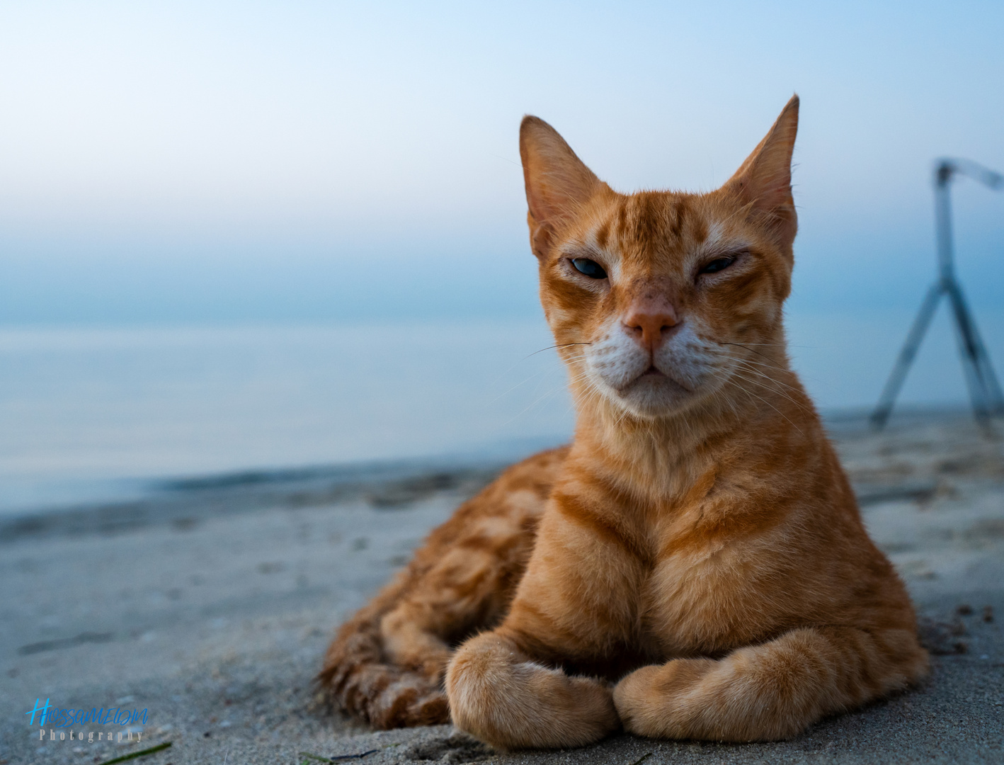 Sea Cat