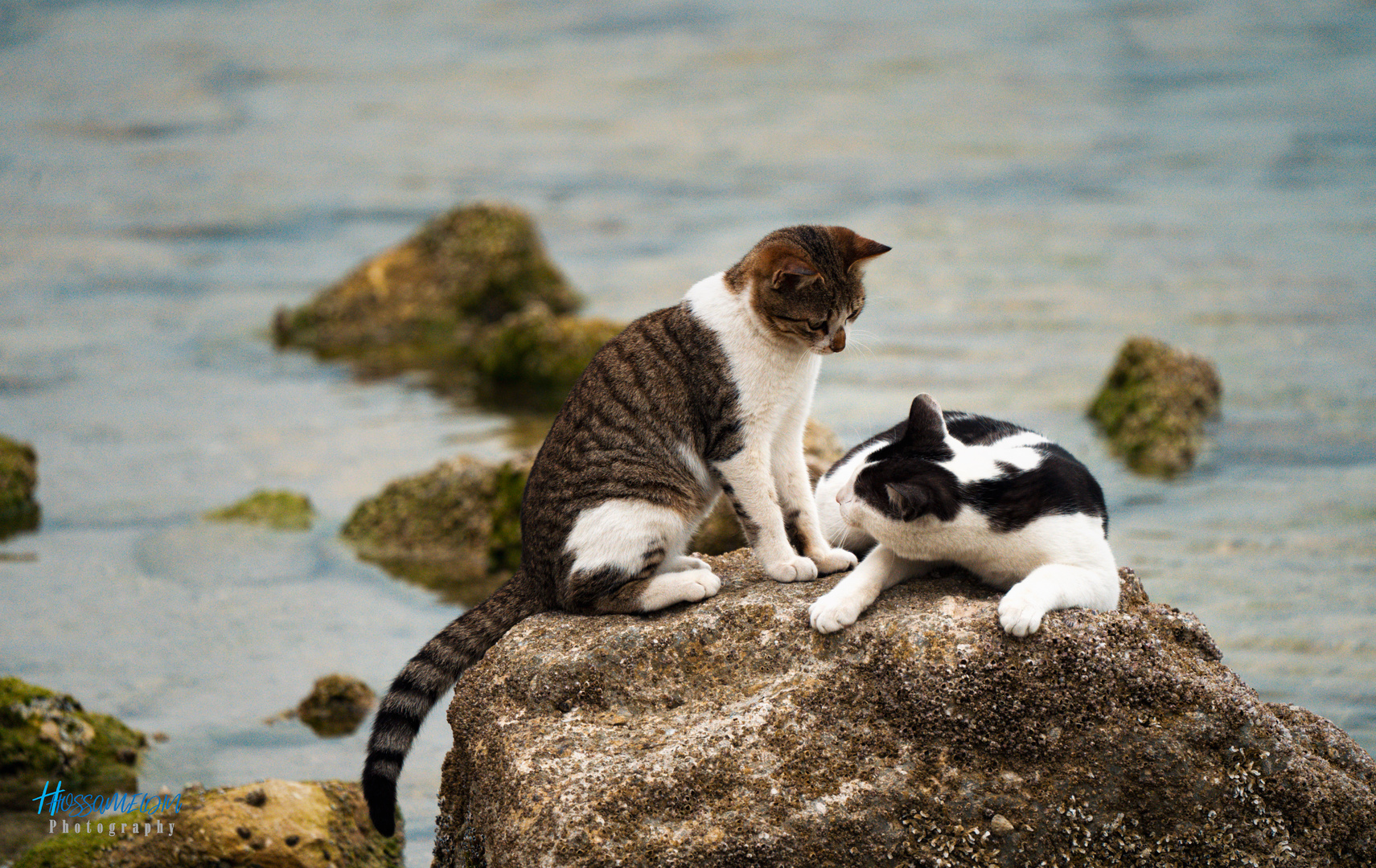 Sea Cats