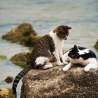 Sea Cats