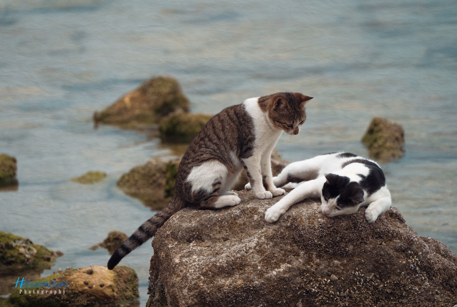 Sea Cats