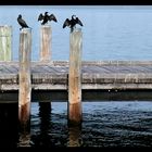 Sea Crows