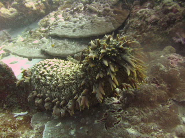 sea cucumber