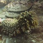 sea cucumber