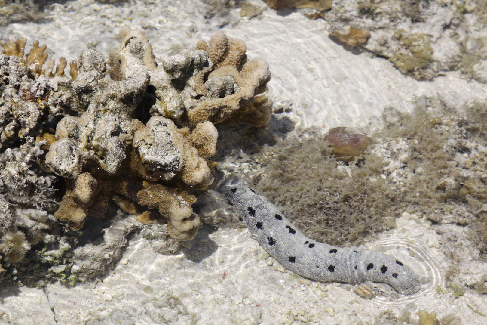 sea-cucumber