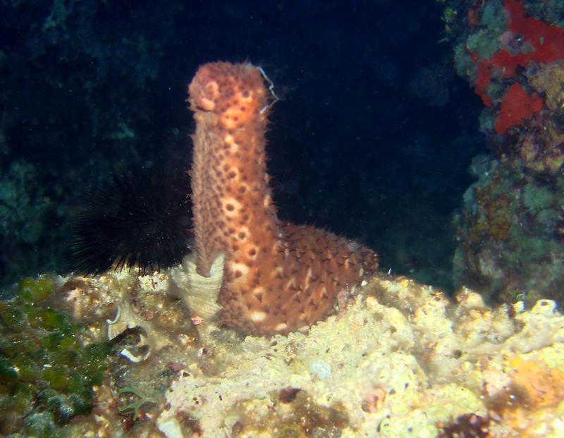 Sea cucumber in aktion