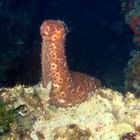 Sea cucumber in aktion