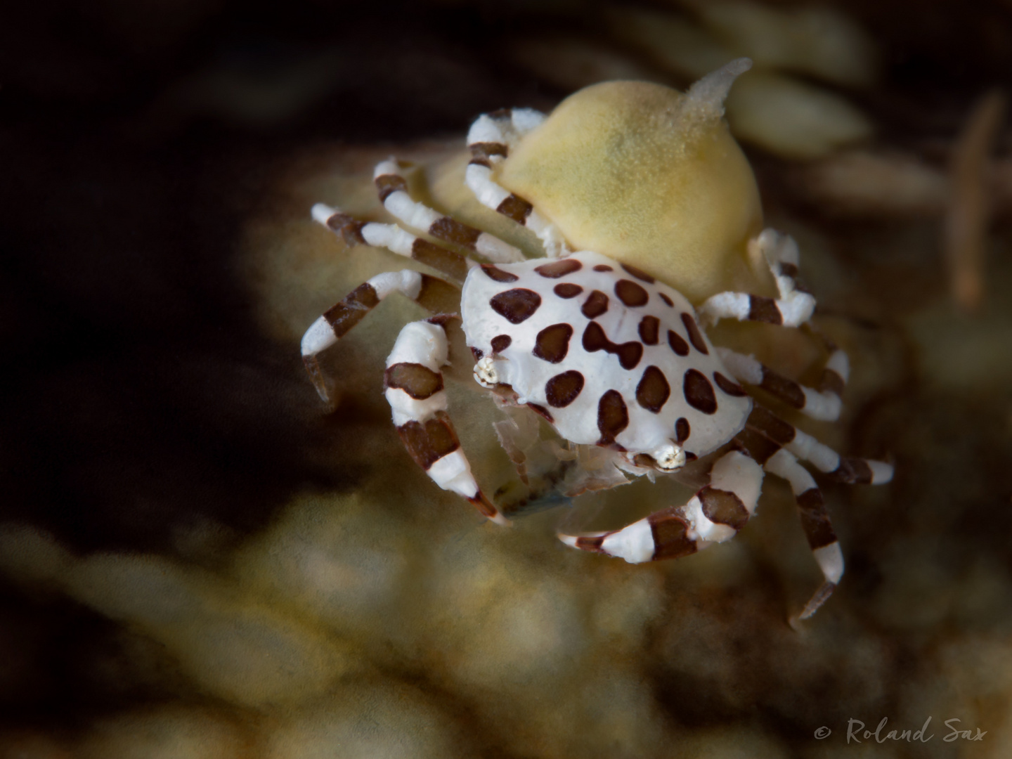 Sea Cucumber Swimming Crab (Lissocarcinus orbicularis) 