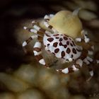 Sea Cucumber Swimming Crab (Lissocarcinus orbicularis) 