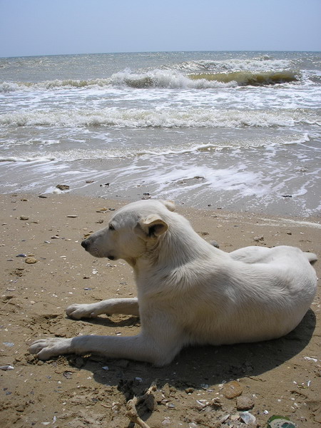 Sea Dog