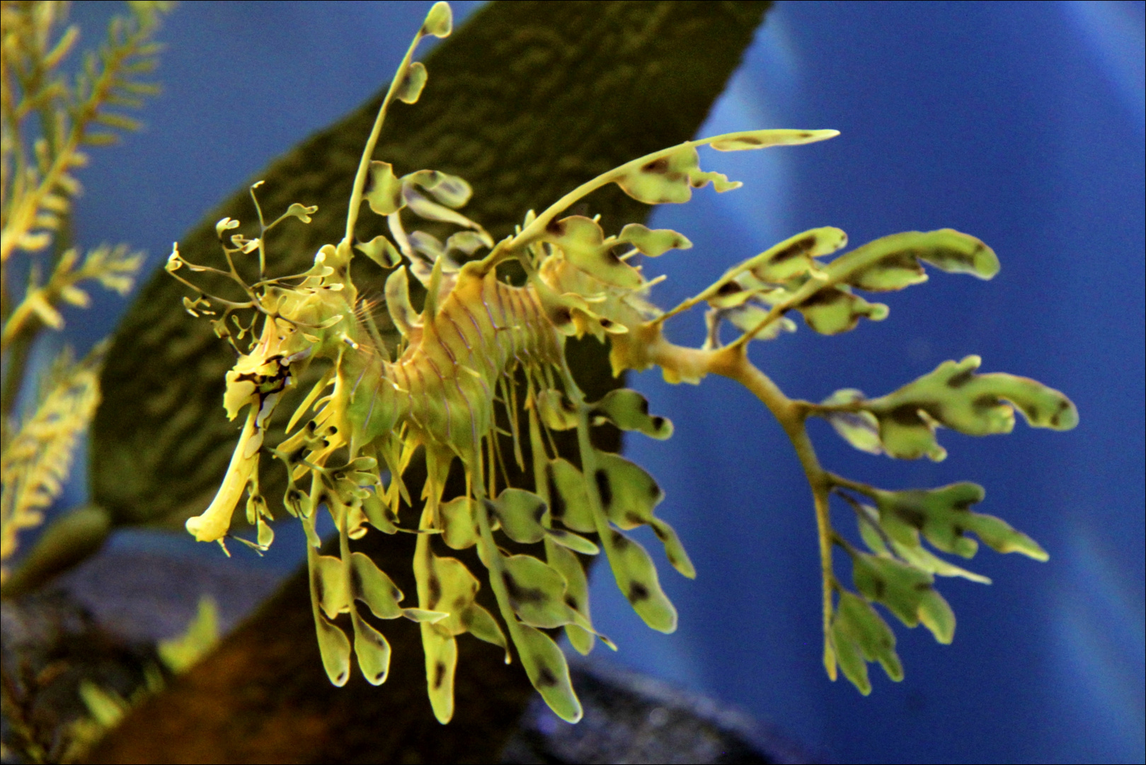 Sea Dragon