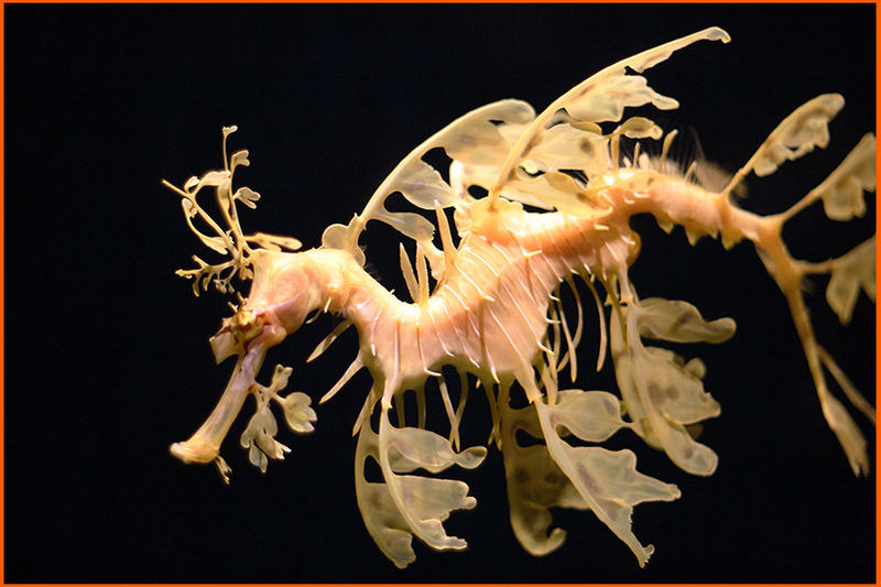 Sea Dragon