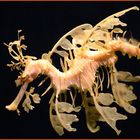 Sea Dragon