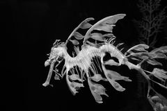 Sea Dragon