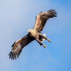 Sea eagle 