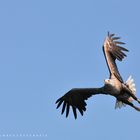 Sea Eagle