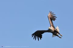 Sea Eagle