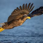 Sea Eagle